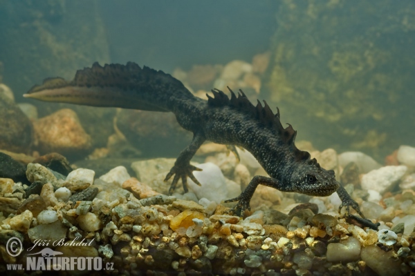 Čolek velký (Triturus cristatus)