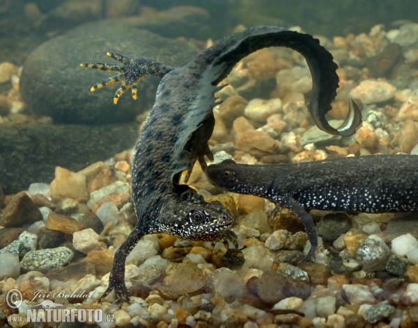 Čolek velký (Triturus cristatus)