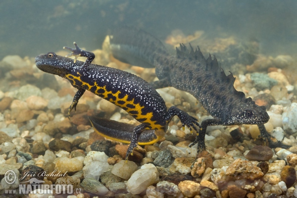 Čolek velký (Triturus cristatus)