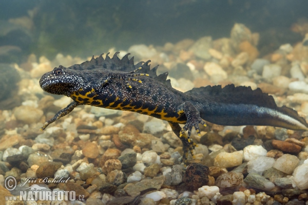 Čolek velký (Triturus cristatus)