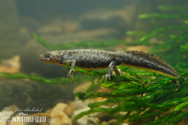 Čolek velký - mládě (Triturus cristatus)