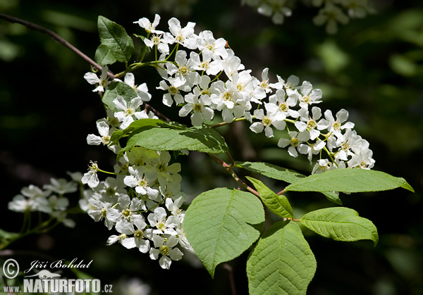 Čremcha obyčajná (Prunus padus)