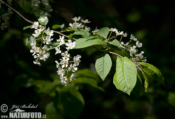 Čremcha obyčajná (Prunus padus)