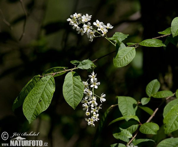 Čremcha obyčajná (Prunus padus)