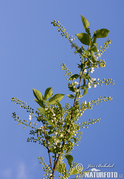 Čremcha obyčajná (Prunus padus)