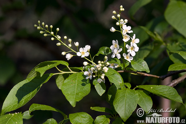 Čremcha obyčajná (Prunus padus)