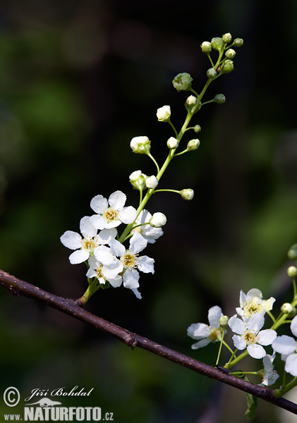 Čremcha obyčajná (Prunus padus)