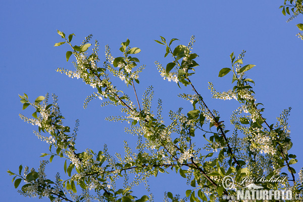 Čremcha obyčajná (Prunus padus)
