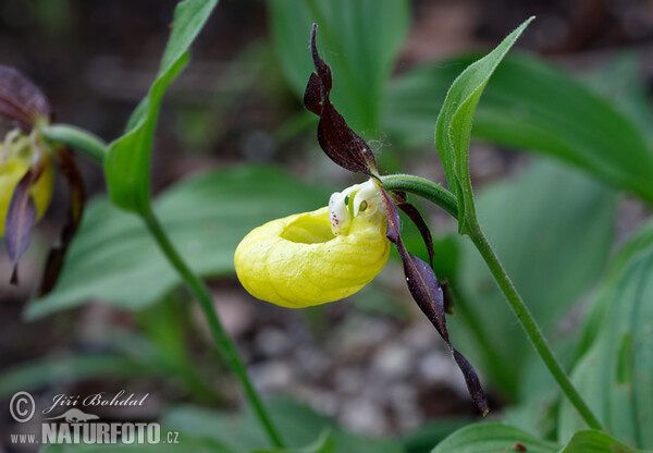 Črievičník papučkový (Cypripedium calceolus)