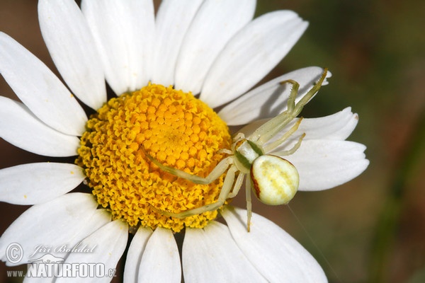 Cvetni pajek (Misumena vatia)