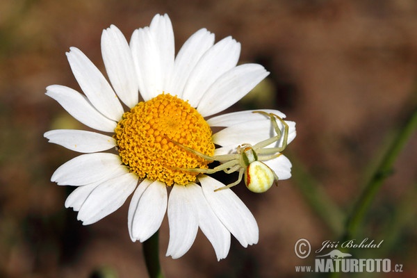 Cvetni pajek (Misumena vatia)