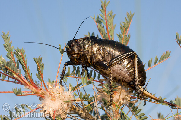 Cvrček (Bradyporus dasypus)