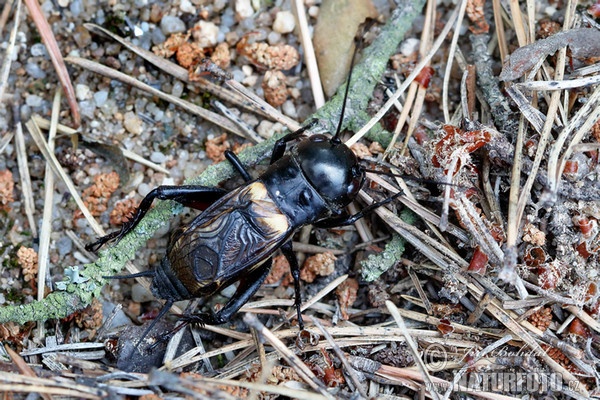 Cvrček polní (Gryllus campestris)