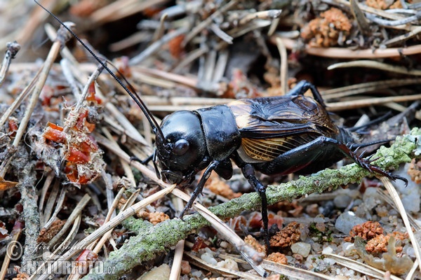 Cvrček polní (Gryllus campestris)