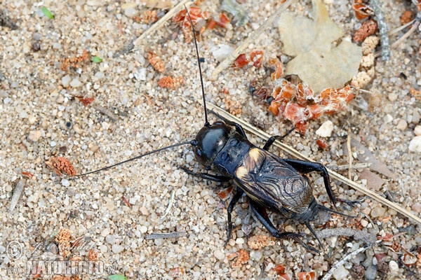 Cvrček polní (Gryllus campestris)