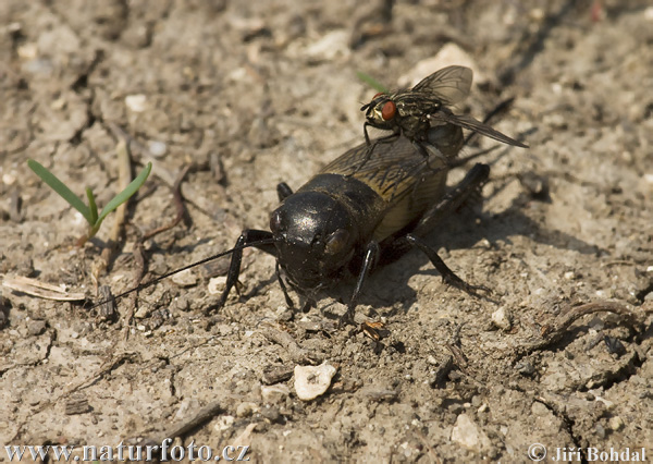 Cvrček polní (Gryllus campestris)
