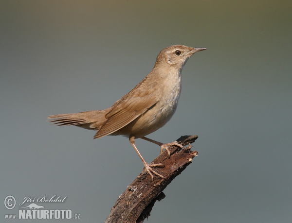 Cvrčilka slavíková (Locustella luscinioides)