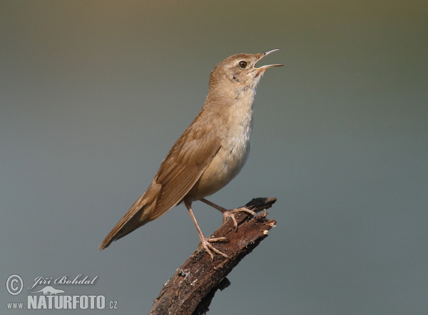 Cvrčilka slavíková (Locustella luscinioides)