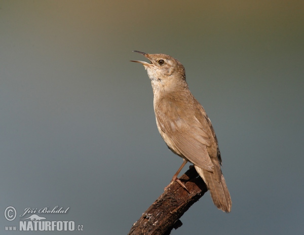 Cvrčilka slavíková (Locustella luscinioides)