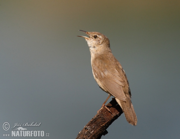 Cvrčilka slavíková (Locustella luscinioides)