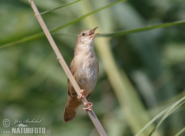 Cvrčilka slavíková (Locustella luscinioides)