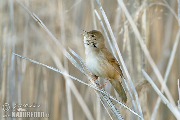 Cvrčilka slavíková (Locustella luscinioides)