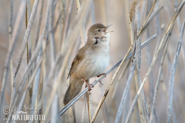 Cvrčilka slavíková (Locustella luscinioides)