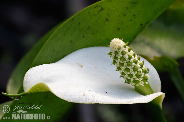 Ďáblík bahenní (Calla palustris)