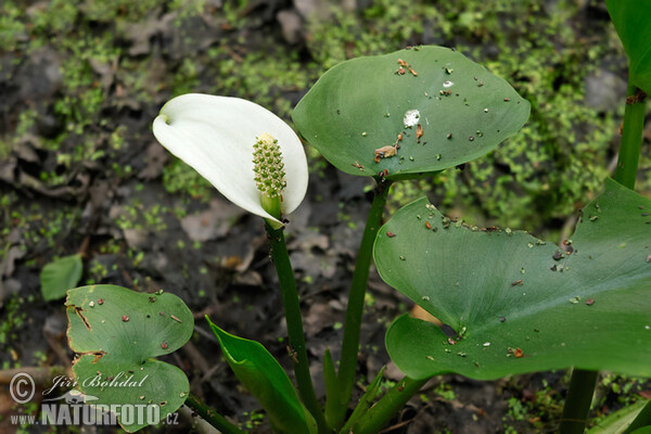 Ďáblík bahenní (Calla palustris)