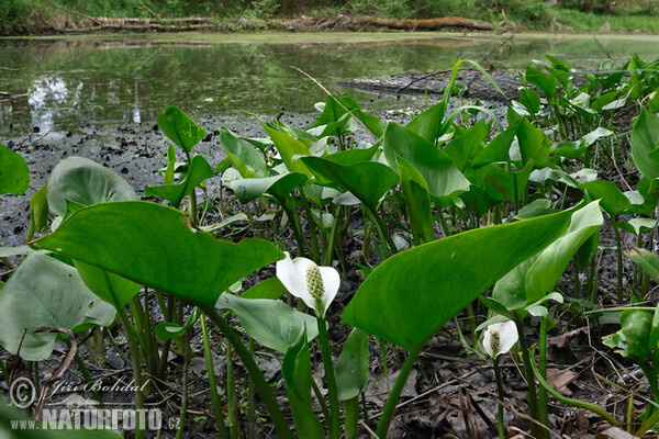 Ďáblík bahenní (Calla palustris)