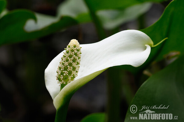 Ďáblík bahenní (Calla palustris)