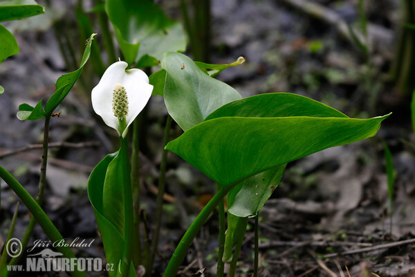 Ďáblík bahenní (Calla palustris)