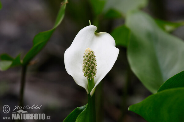 Ďáblík bahenní (Calla palustris)