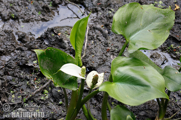 Ďáblík bahenní (Calla palustris)