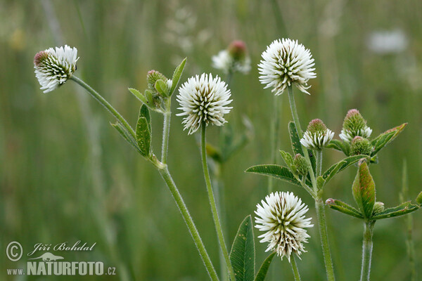 Ďatelina horská (Trifolium montanum)