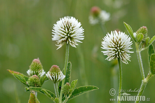 Ďatelina horská (Trifolium montanum)