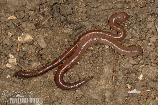 Dážďovka zemná (Lumbricus terrestris)