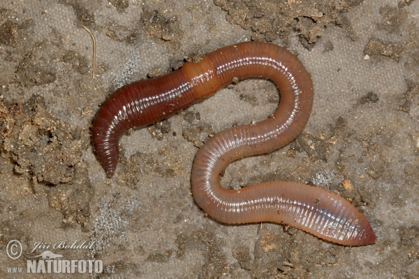 Dážďovka zemná (Lumbricus terrestris)