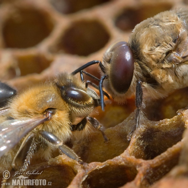 Dělnice a trubec (Apis mellifera)