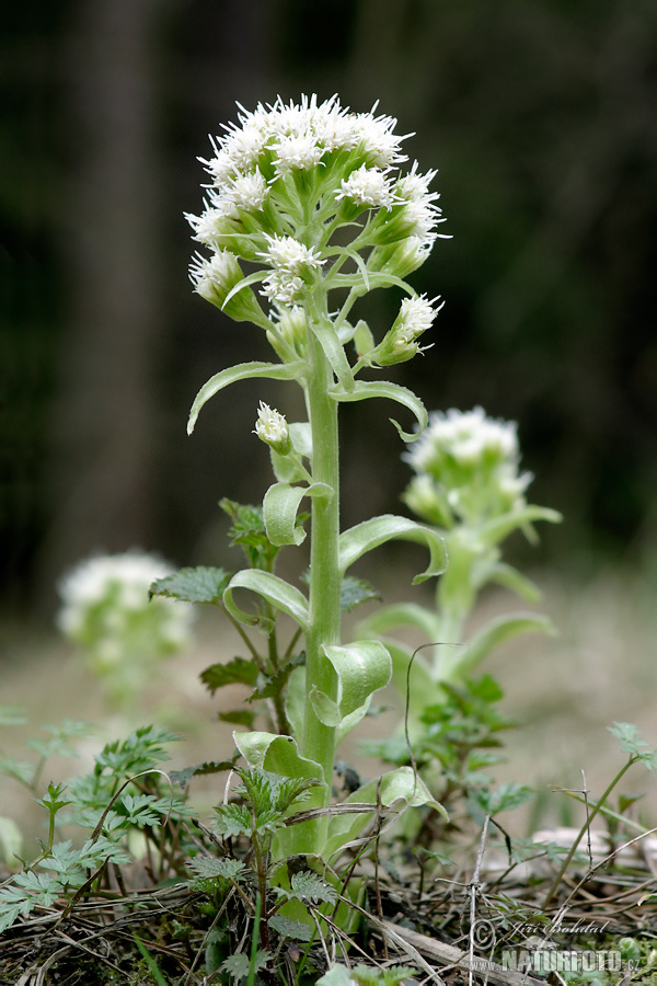 Deväťsil biely (Petasites albus)