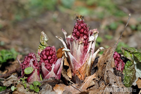 Deväťsil lekársky (Petasites hybridus)