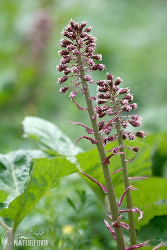 Deväťsil lekársky (Petasites hybridus)