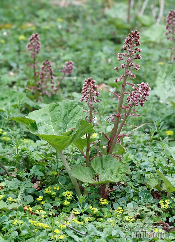 Deväťsil lekársky (Petasites hybridus)