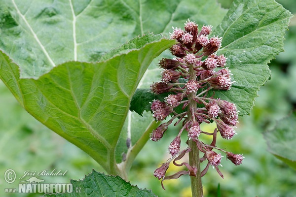 Devětsil lékařský (Petasites hybridus)