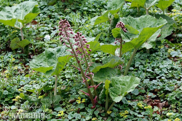 Devětsil lékařský (Petasites hybridus)