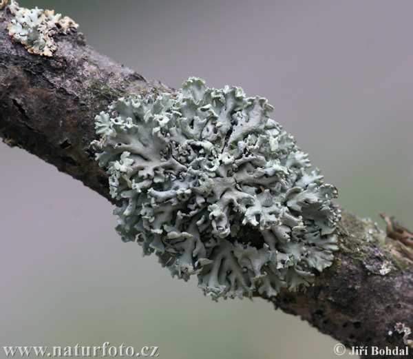 Diskovka bublinatá (Hypogymnia physodes)