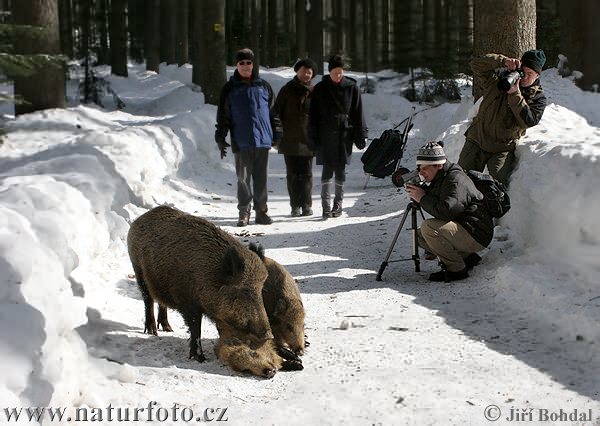 Diviak lesný (Sus scrofa)