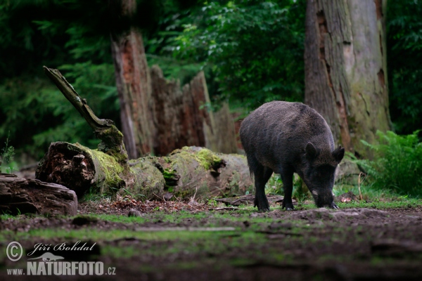 Diviak lesný (Sus scrofa)