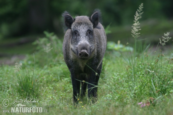 Diviak lesný (Sus scrofa)