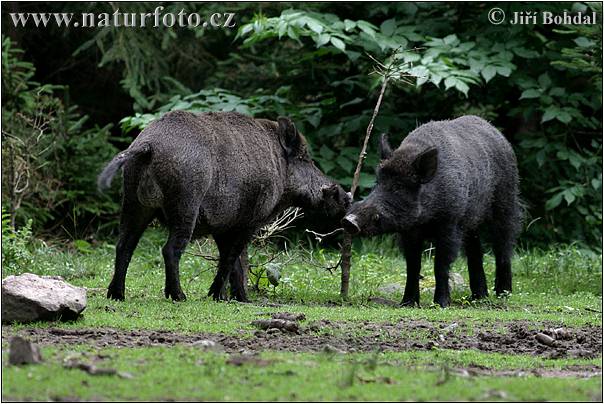 Diviak lesný (Sus scrofa)